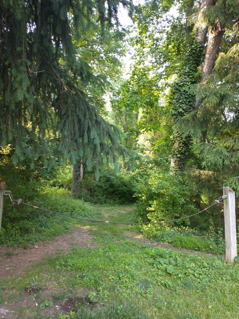 The trail and trees at Coleman Park.