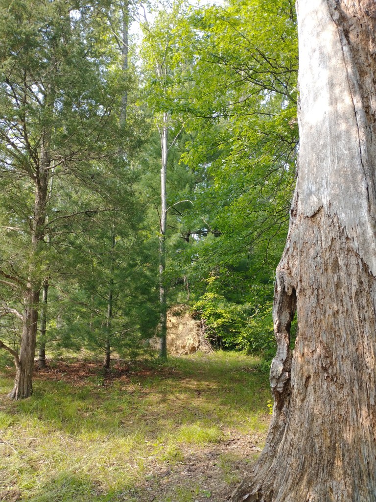 Trees and some open space at Margaret Allen Memorial Park.